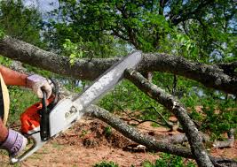 Reliable Walnut Grove, GA Tree Removal Solutions