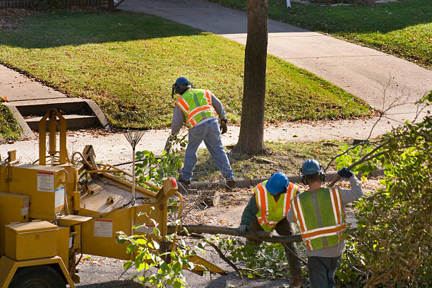 How Our Tree Care Process Works  in  Walnut Grove, GA