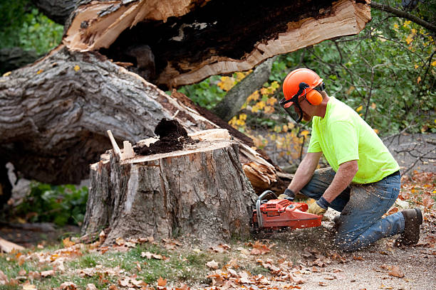 Best Lawn Pest Prevention  in Walnut Grove, GA