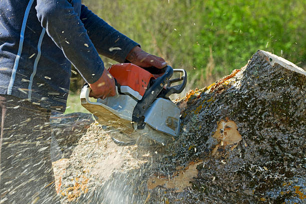 Best Arborist Consultation Services  in Walnut Grove, GA